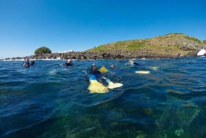 Gold Coast: Whales, Dolphins & Snorkelling with Turtles