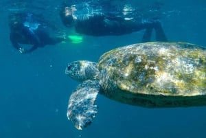 Gold Coast: Whales, Dolphins & Snorkelling with Turtles