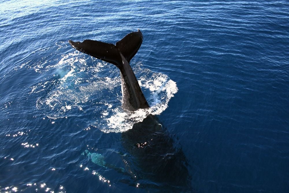 Gold Coast Whales