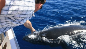 Gold Coast Whales