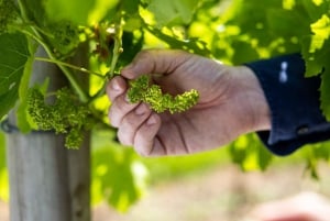 Gold Coast: Vinsmaking +Hop on Hop off-buss til Mount Tamborine
