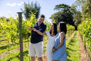 Gold Coast: Vinsmaking +Hop on Hop off-buss til Mount Tamborine