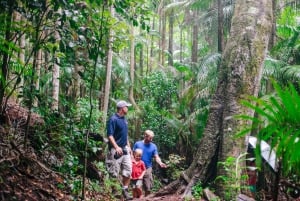 Gold Coast: World Heritage Rain Forest and Wilderness Tour