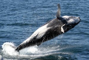 Half-Day Deluxe Whale Watching Gold Coast