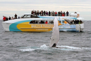 From Surfers Paradise: Gold Coast Half-Day Whale Watching