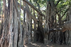 Lone Pine and Brisbane City Highlights