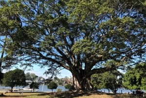 Lone Pine and Brisbane City Highlights