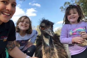 Lone Pine and Brisbane City Highlights