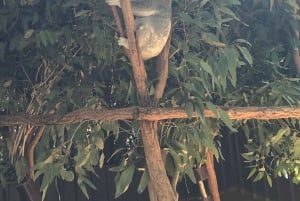 Lone Pine and Brisbane City Highlights