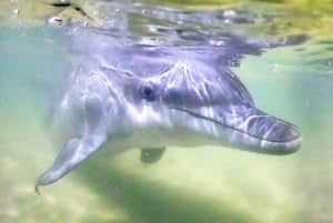 Moreton Island: Delfiinien ruokinta: Marine Discovery Cruise & Dolphin Feeding