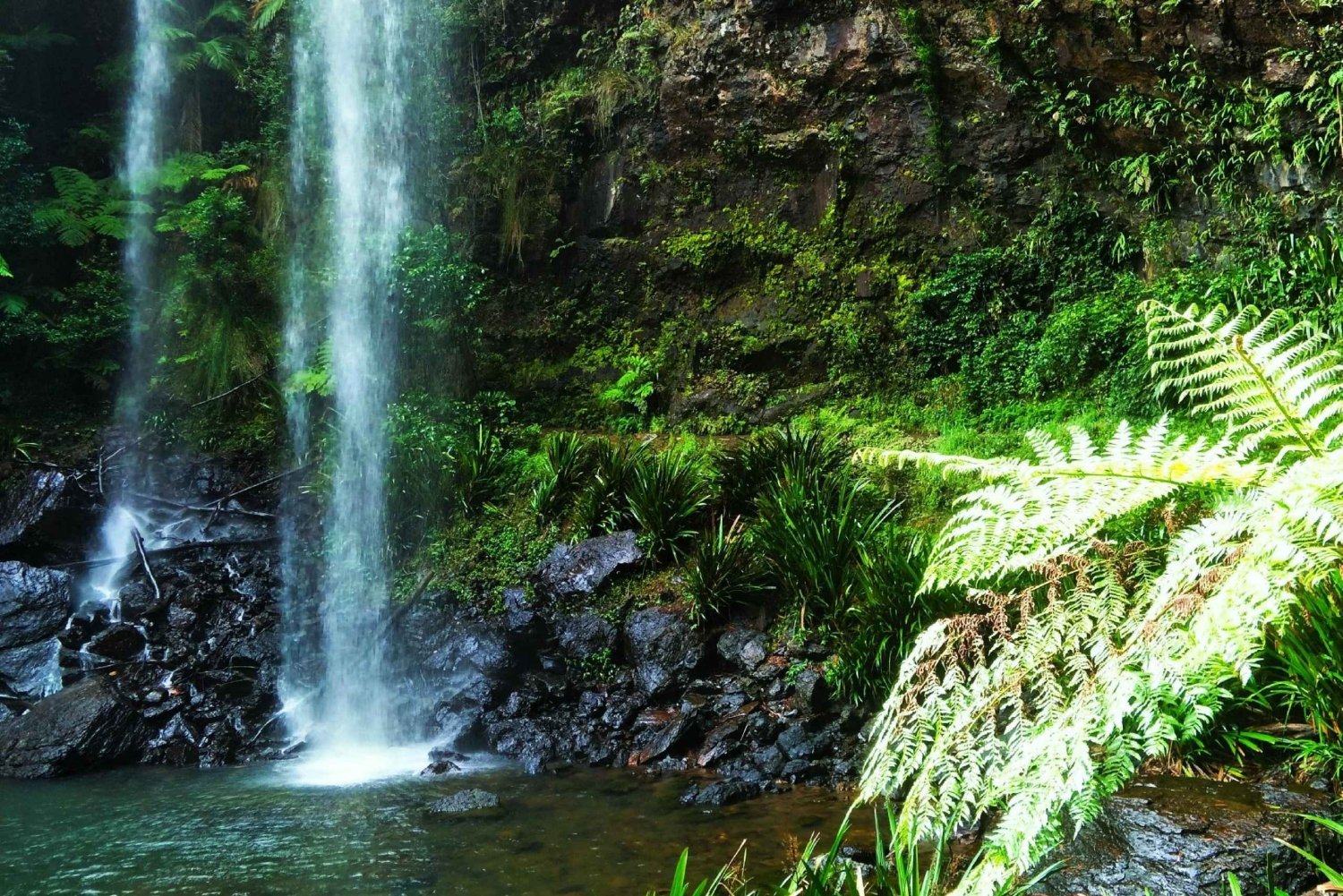 Goldküste: Glühwürmchen Nächtlicher Regenwald & Wasserfall-Wanderung