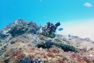 Côte d'or : Plongée en apnée à Wave Break Island