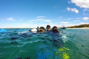 Gold Coast: mergulho com snorkel na ilha Wave Break