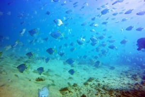 Guldkusten: Snorkling på Wave Break Island
