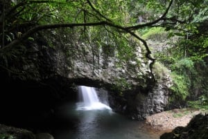 Gold Coast: Springbrook Waterfalls Tour