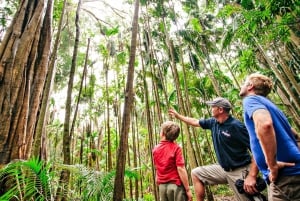Costa Dorada: Excursión al Puente Natural y las Cascadas de Springbrook
