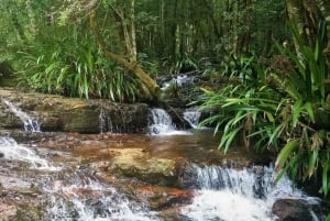 Guldkusten: Nattlig regnskogs- och vattenfallsvandring med glödande maskar