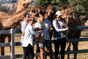 Harrisville: Rundvisning på sommerlandets kamelfarm med smagsprøver
