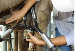 Harrisville : Visite de l'élevage de chameaux Summer Land avec dégustation