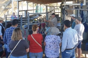 Harrisville: Zomerland Kamelenboerderij Tour met proeverij