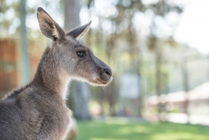 Paradise Country: Ultimate Aussie Farm Experience