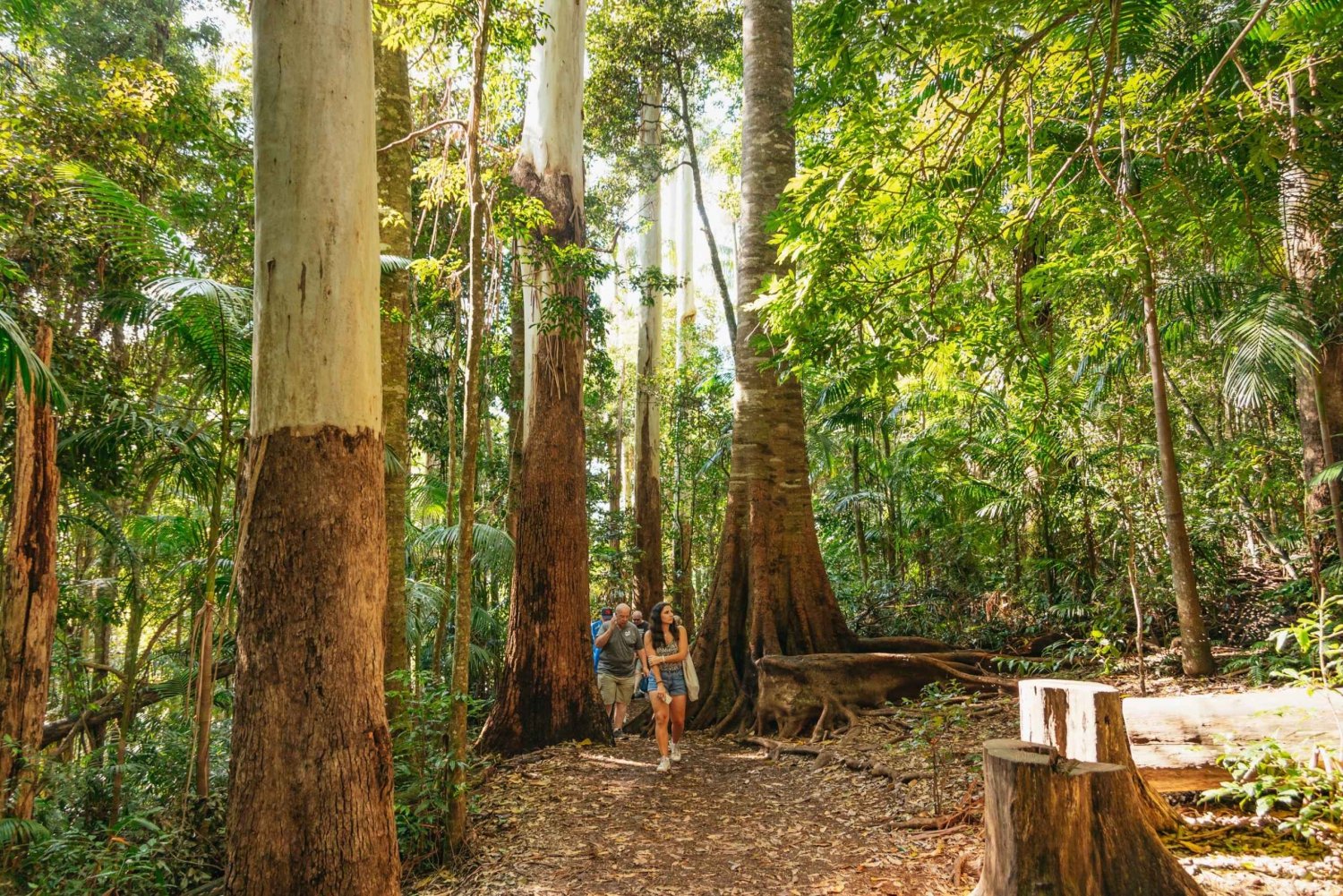 Fra Brisbane: Dagstur til regnskov og huler med sankthansorm