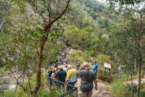 Rainforests and Glow Worm Cave: Day Tour from Brisbane