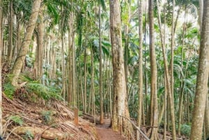 Fra Brisbane: Dagstur til regnskogen og hule med glødeormer