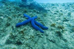 Guldkusten: Dykupplevelse i Cook Island Marine Reserve Scuba Experience