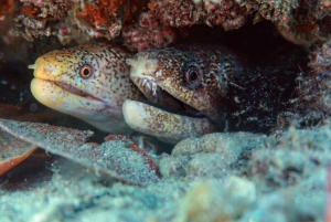 Guldkusten: Dykupplevelse i Cook Island Marine Reserve Scuba Experience