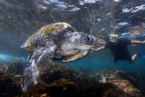 Snorkelling with Turtles at Cook Island Marine Rserve