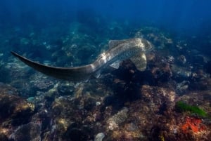 Snorkelling with Turtles at Cook Island Marine Rserve