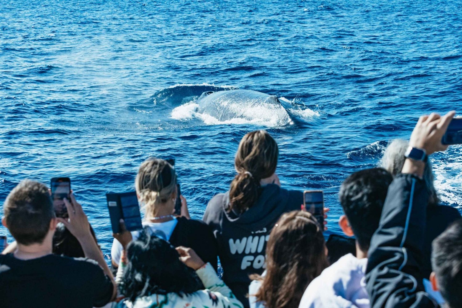 Excursão de 2,5 horas para observação de baleias no Spirit of Gold Coast