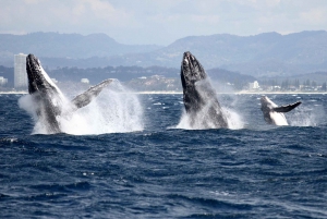 Spirit of Gold Coast 2.5-Hour Whale Watching Tour