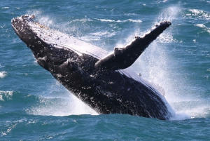 Spirit of Gold Coast 2.5-Hour Whale Watching Tour