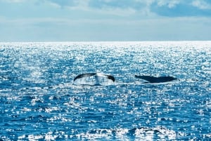 Tour Spirit of Gold Coast di 2,5 ore per l'osservazione delle balene