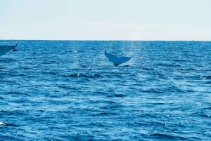 2,5-timers hvalsafari med Spirit of Gold Coast