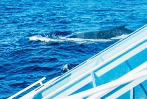 Spirit of Gold Coast - Excursion de 2,5 heures pour observer les baleines