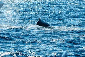 2,5-timers hvalsafari med Spirit of Gold Coast