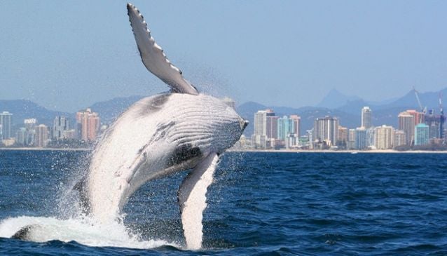 Spirit of Gold Coast Avvistamento Balene