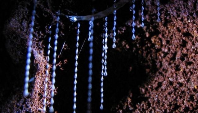 Springbrook Glow Worms