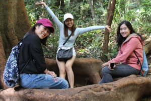 Springbrook - Mount Tamborine National Park Small Group Tour