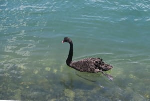 Серферс Парадайз: Полуденный круиз по реке и каналам с осмотром достопримечательностей