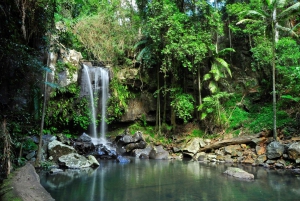 Tamborine Mountain: Guided Half-Day Rainforest Tour