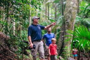 Tamborine Mountain: Guided Half-Day Rainforest Tour