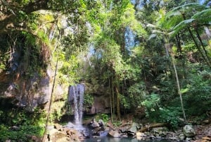 Taste of Tamborine Mountain Tour