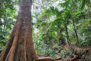 Taste of Tamborine Mountain Tour