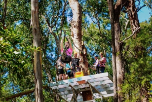 TreeTop Challenge Tamborine Mountain Guided Zipline Tour