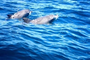 Tweed Heads: Snorkling med skilpaddene