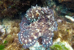 Tweed Heads: Snorkling med skilpaddene